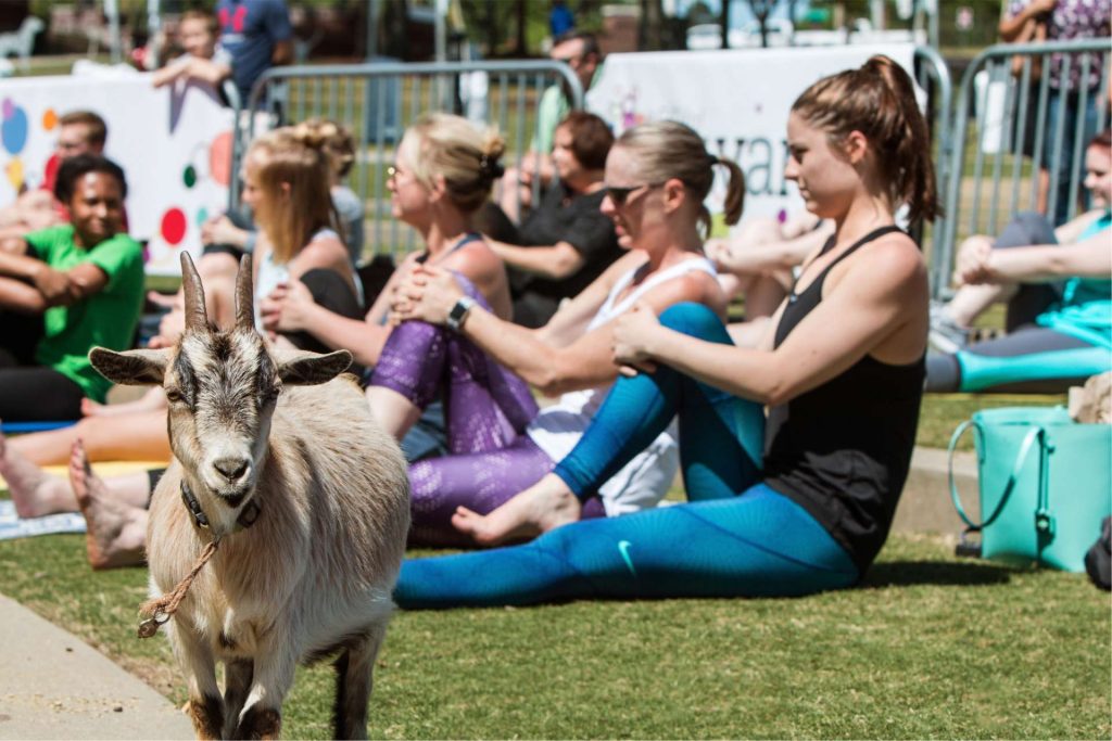 Participants practicing yoga outdoors with a playful goat in the foreground, creating a fun and interactive goat yoga experience.